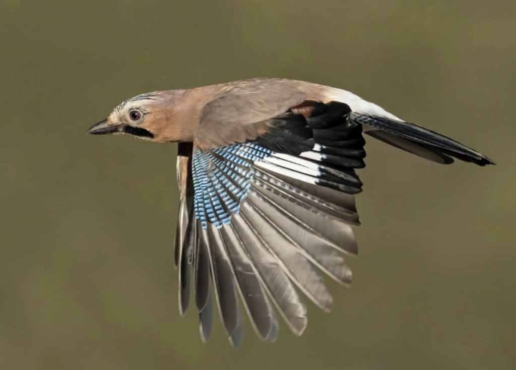 oiseau